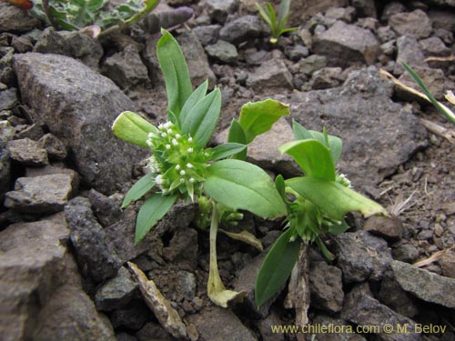 Image of Unidentified Plant sp. #2125 (). Click to enlarge parts of image.