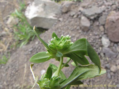 Image of Unidentified Plant sp. #2125 (). Click to enlarge parts of image.