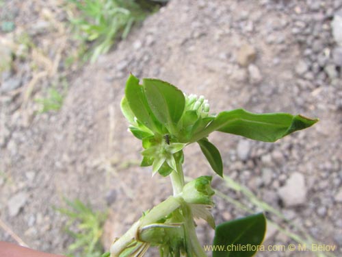 未確認の植物種 sp. #2125の写真