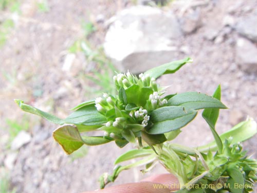 未確認の植物種 sp. #2125の写真