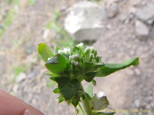 未確認の植物種 sp. #2125の写真