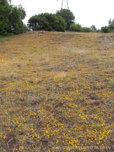 Imágen de Chaetanthera ciliata (). Haga un clic para aumentar parte de imágen.