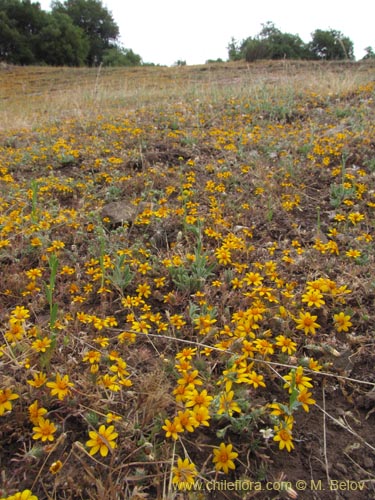 Imágen de Chaetanthera ciliata (). Haga un clic para aumentar parte de imágen.