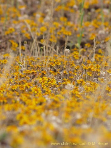 Imágen de Chaetanthera ciliata (). Haga un clic para aumentar parte de imágen.