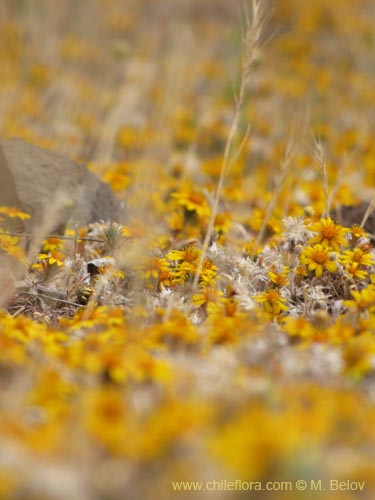 Imágen de Chaetanthera ciliata (). Haga un clic para aumentar parte de imágen.