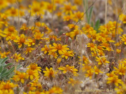 Imágen de Chaetanthera ciliata (). Haga un clic para aumentar parte de imágen.