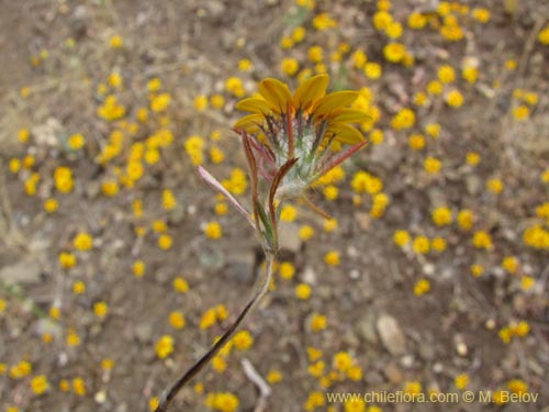Imágen de Chaetanthera ciliata (). Haga un clic para aumentar parte de imágen.