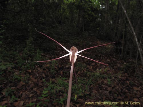 Image of Arachnitis uniflora (). Click to enlarge parts of image.