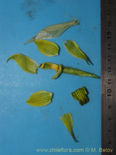 Chloraea sp. #2119的照片