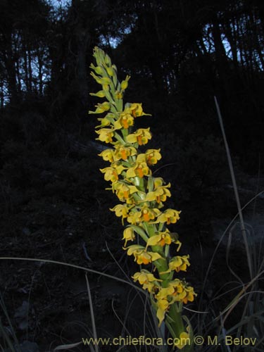 Imágen de Gavilea odoratissima (). Haga un clic para aumentar parte de imágen.