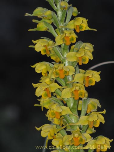 Imágen de Gavilea odoratissima (). Haga un clic para aumentar parte de imágen.