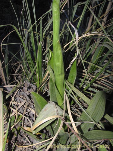 Imágen de Gavilea odoratissima (). Haga un clic para aumentar parte de imágen.