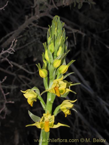 Imágen de Gavilea odoratissima (). Haga un clic para aumentar parte de imágen.