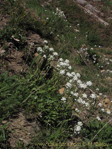 Bild von Brassicaceae sp. #3102 (). Klicken Sie, um den Ausschnitt zu vergrössern.