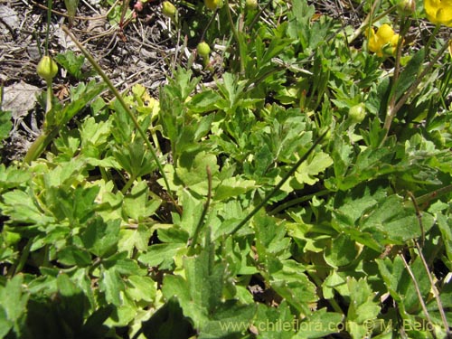Imágen de Ranunculus sp. #3106 (). Haga un clic para aumentar parte de imágen.