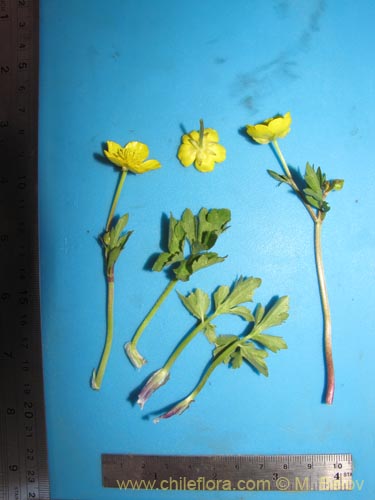 Imágen de Ranunculus sp. #3106 (). Haga un clic para aumentar parte de imágen.