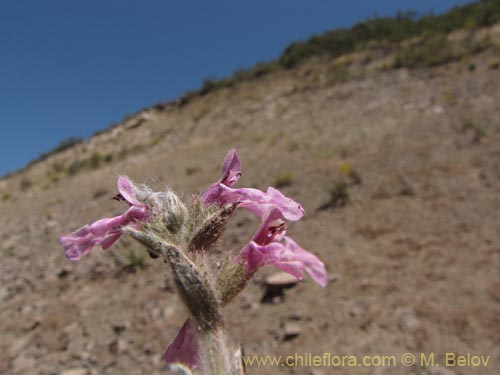 Bild von Stachys sp. #1343 (). Klicken Sie, um den Ausschnitt zu vergrössern.