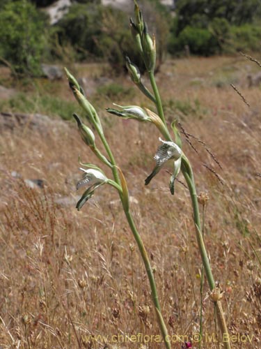 Bild von Chloraea incisa (). Klicken Sie, um den Ausschnitt zu vergrössern.