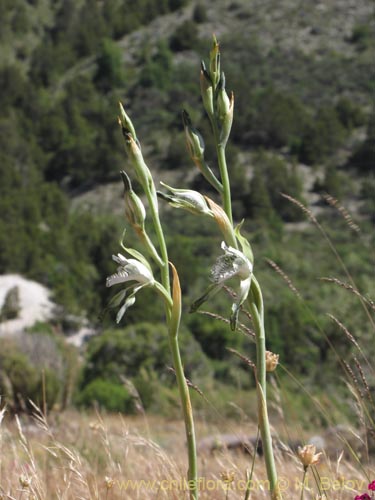 Bild von Chloraea incisa (). Klicken Sie, um den Ausschnitt zu vergrössern.
