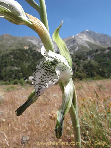 Bild von Chloraea incisa (). Klicken Sie, um den Ausschnitt zu vergrössern.
