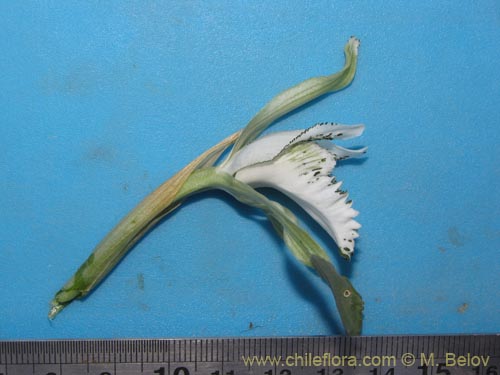 Bild von Chloraea incisa (). Klicken Sie, um den Ausschnitt zu vergrössern.