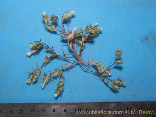 Image of Chaetanthera sp. #3042 (). Click to enlarge parts of image.