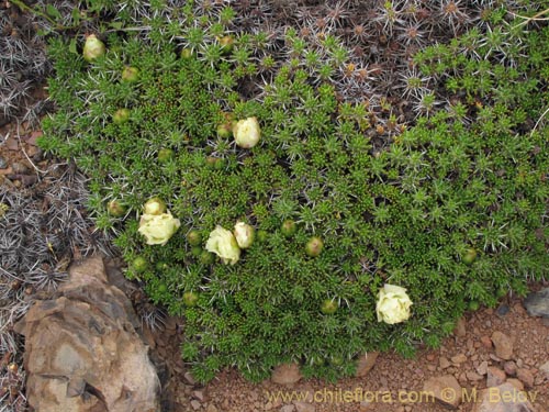 Image of Maihuenia poeppigii (Maihun). Click to enlarge parts of image.