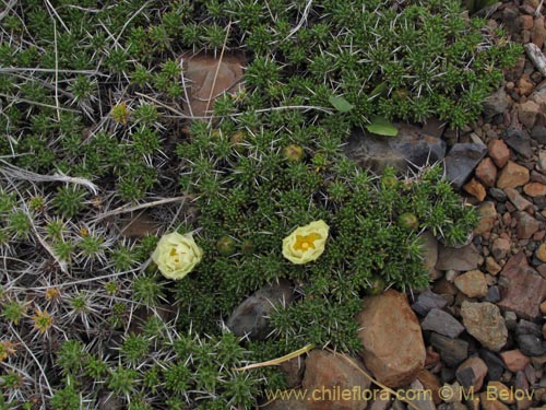 Image of Maihuenia poeppigii (Maihun). Click to enlarge parts of image.