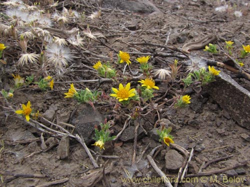 Bild von Asteraceae sp. #3128 (). Klicken Sie, um den Ausschnitt zu vergrössern.