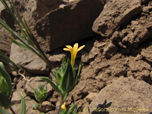 Bild von Collomia cavanillesii (Collomia amarilla). Klicken Sie, um den Ausschnitt zu vergrössern.