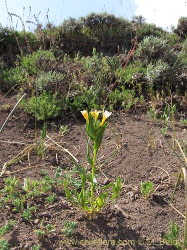 Bild von Collomia cavanillesii (Collomia amarilla). Klicken Sie, um den Ausschnitt zu vergrössern.