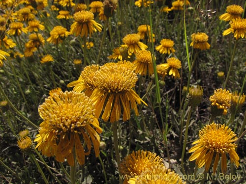 Image of Haplopappus sp. #9358 (). Click to enlarge parts of image.
