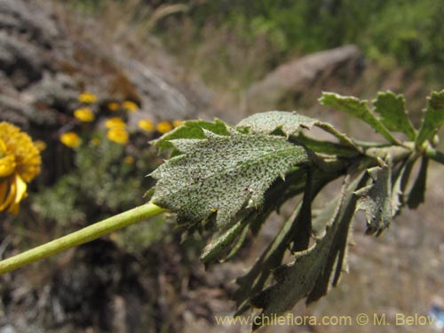 Image of Haplopappus sp. #9358 (). Click to enlarge parts of image.