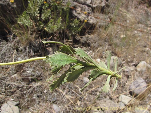 Image of Haplopappus sp. #9358 (). Click to enlarge parts of image.