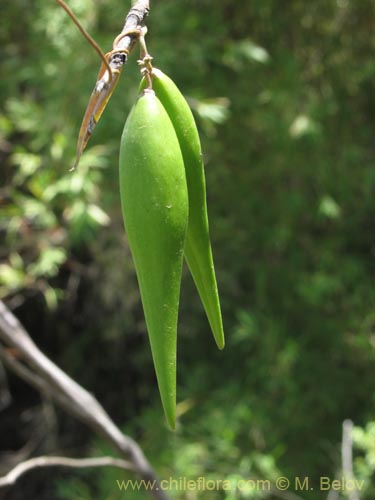 Image of Diplolepsis menziesii (Voqui amarillo / Voquicillo). Click to enlarge parts of image.
