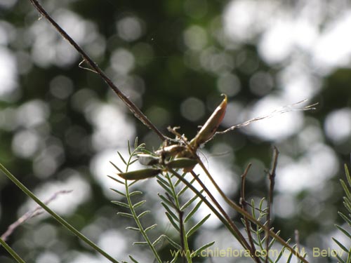 Bild von Astragalus sp. #2205 (). Klicken Sie, um den Ausschnitt zu vergrössern.
