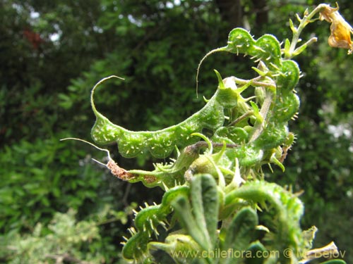 Adesmia sp. #2120의 사진