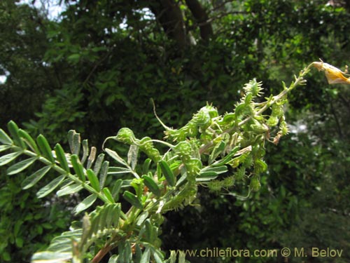 Adesmia sp. #2120의 사진