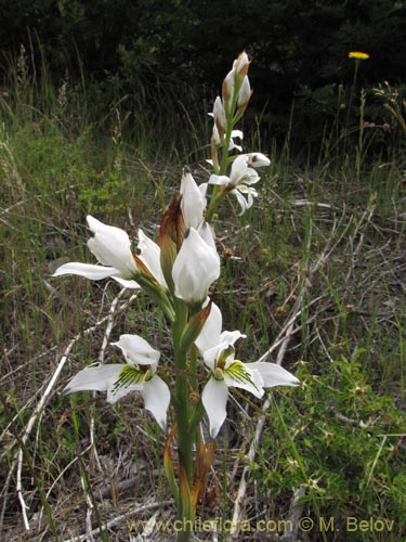 Image of Chloraea longipetala (). Click to enlarge parts of image.