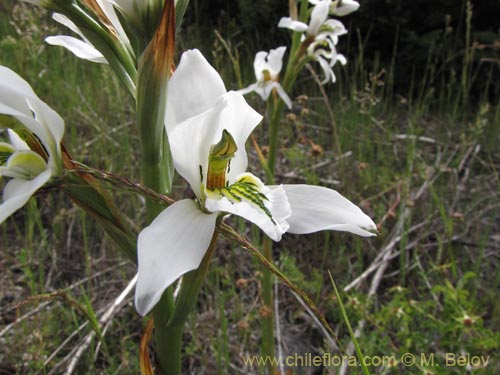 Image of Chloraea longipetala (). Click to enlarge parts of image.
