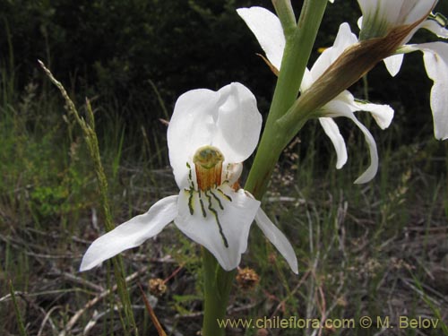 Image of Chloraea longipetala (). Click to enlarge parts of image.