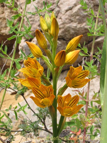 Imágen de Chloraea nudilabia (). Haga un clic para aumentar parte de imágen.