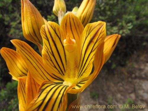 Imágen de Chloraea nudilabia (). Haga un clic para aumentar parte de imágen.