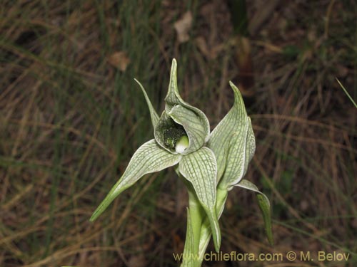 Image of Chloraea grandiflora (). Click to enlarge parts of image.
