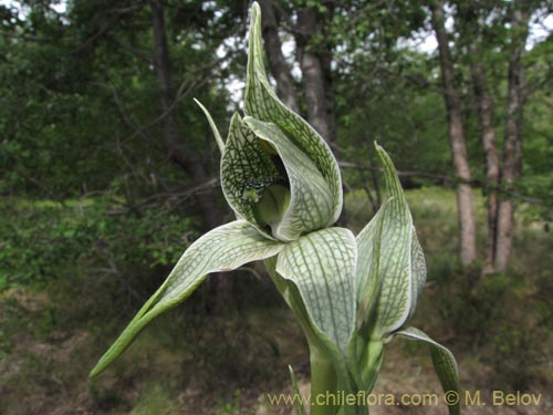 Image of Chloraea grandiflora (). Click to enlarge parts of image.