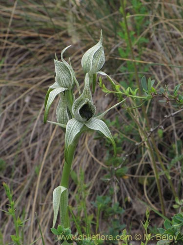 Image of Chloraea grandiflora (). Click to enlarge parts of image.