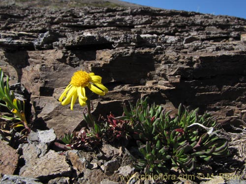 Bild von Senecio sp. #2189 (). Klicken Sie, um den Ausschnitt zu vergrössern.