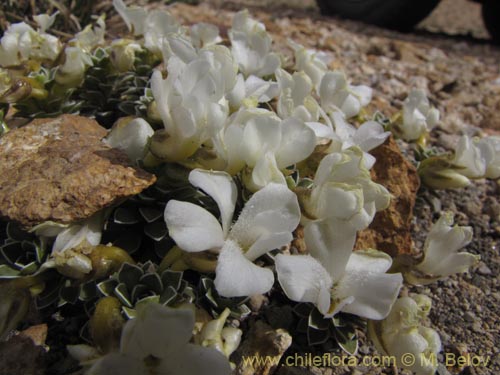 Bild von Viola cotyledon (Hierba de corazón). Klicken Sie, um den Ausschnitt zu vergrössern.