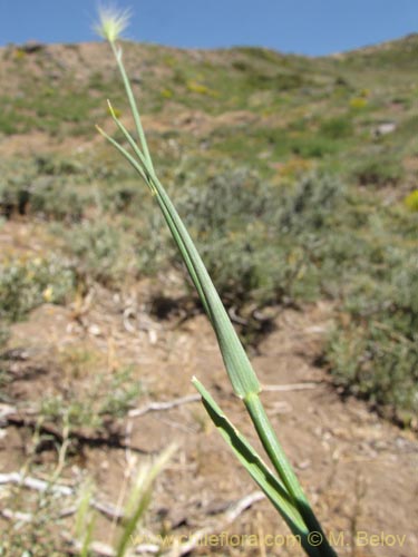 Bild von Poaceae sp. #2145 (). Klicken Sie, um den Ausschnitt zu vergrössern.