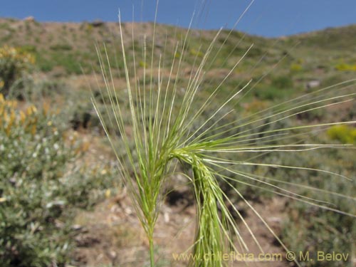 Bild von Poaceae sp. #2145 (). Klicken Sie, um den Ausschnitt zu vergrössern.